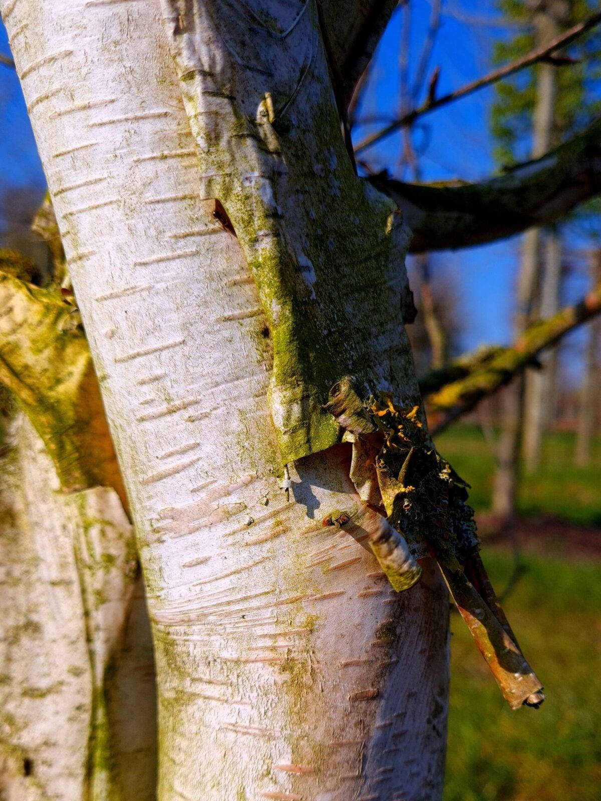 Papierberk | Hoogstam