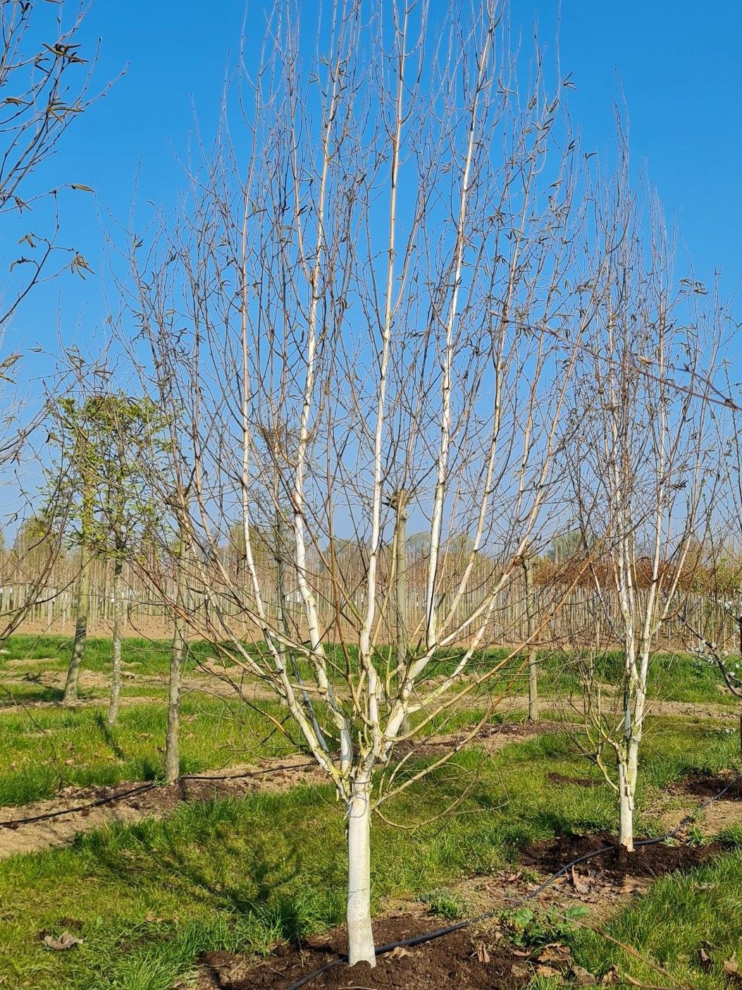 Jonge Papierberk | Hoogstam