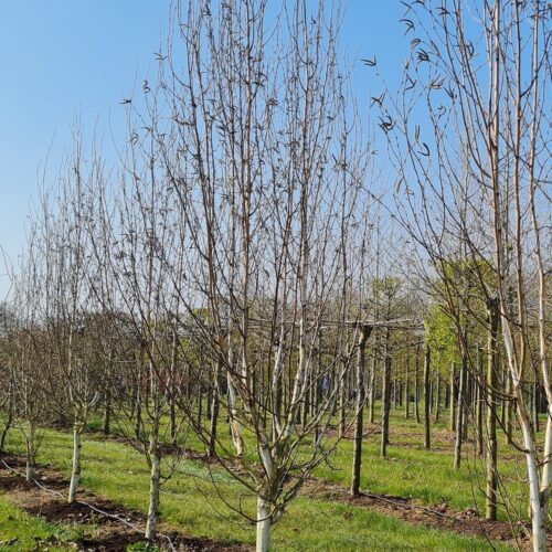 Jonge Papierberk | Hoogstam