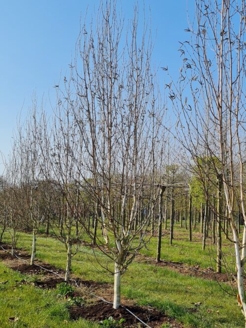 Papierberk | Hoogstam