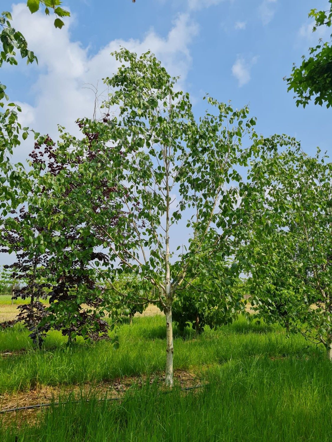 Jonge Papierberk | Hoogstam