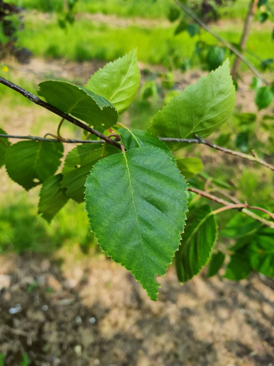Jonge Papierberk | Hoogstam