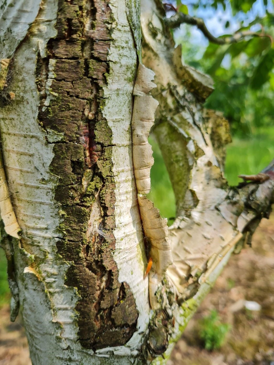 Jonge Papierberk | Hoogstam