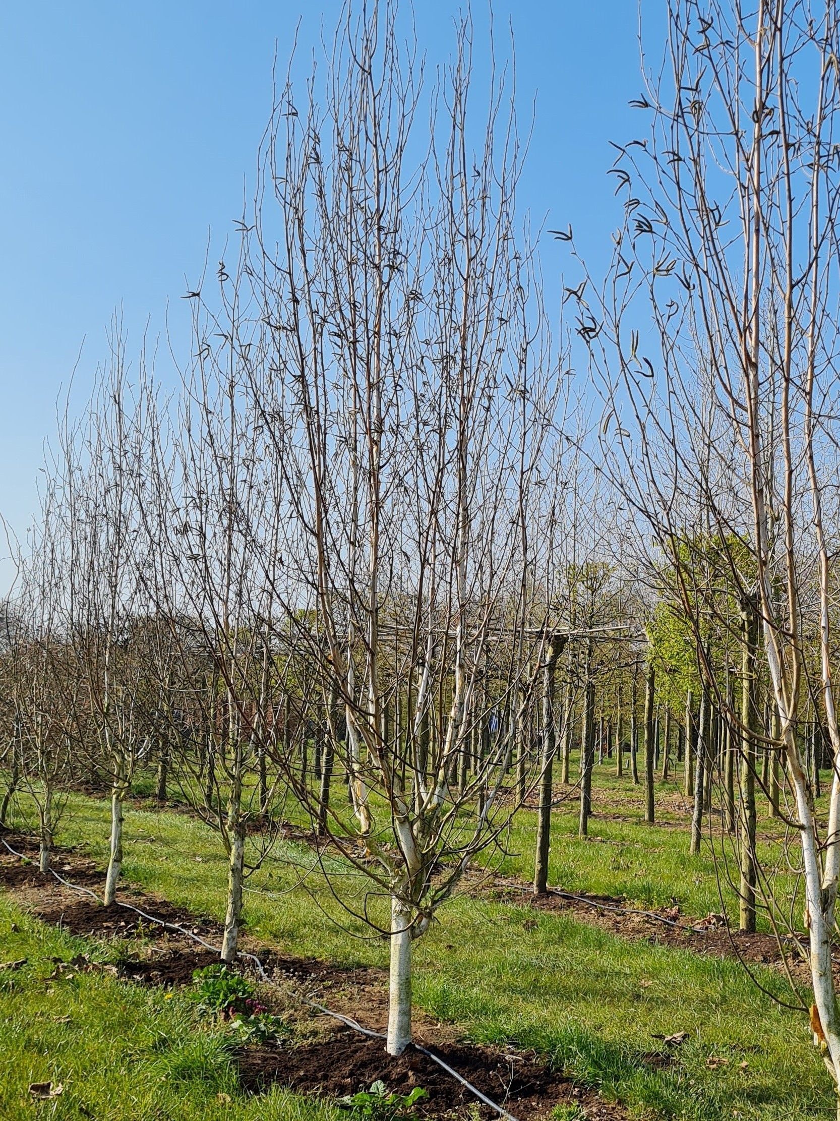 Jonge Papierberk | Hoogstam