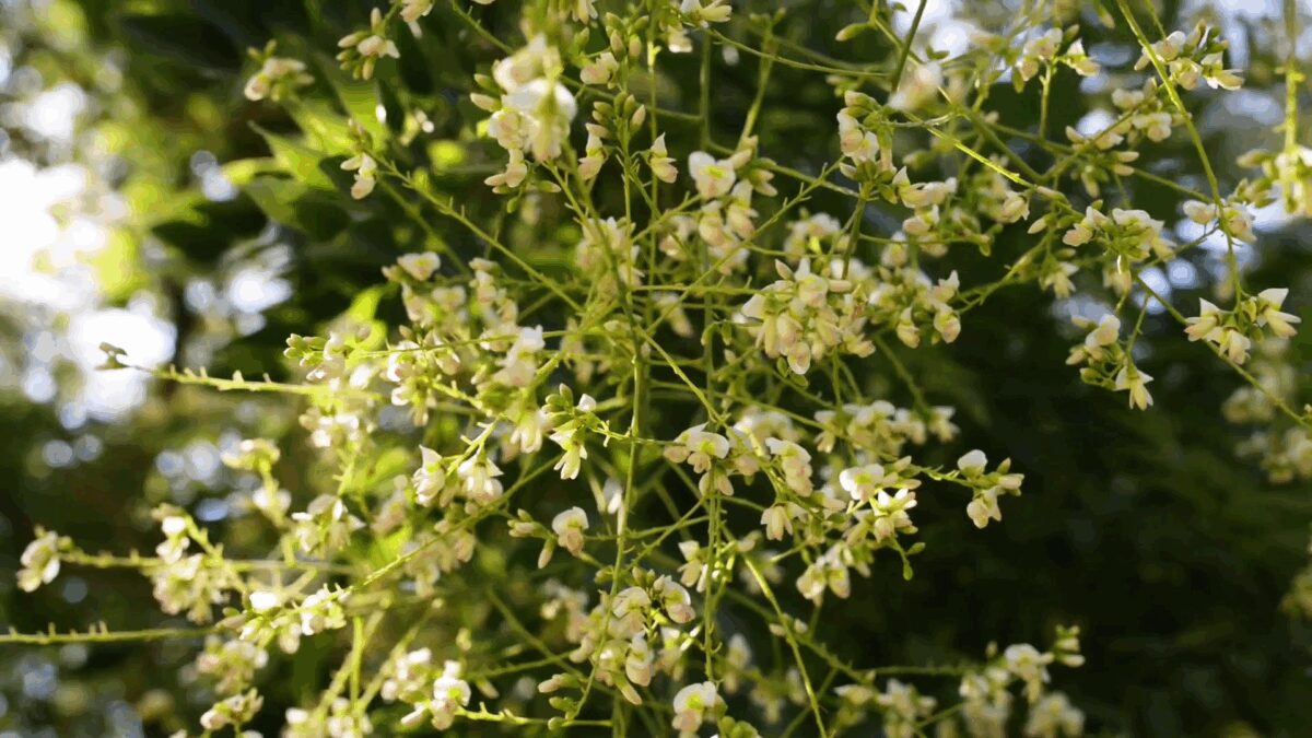 Jonge Honingboom | Hoogstam