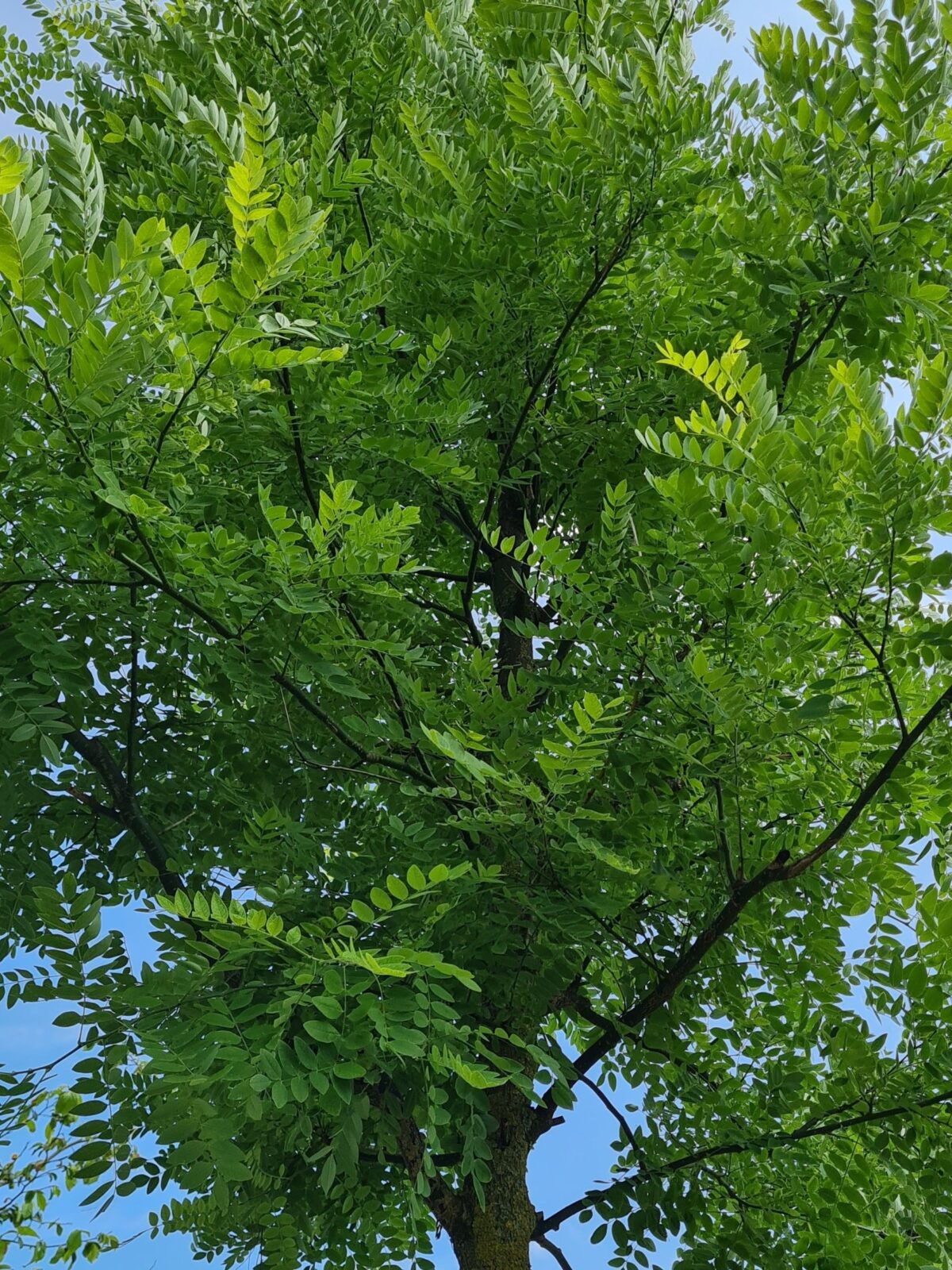 Volwassen Honingboom | Hoogstam