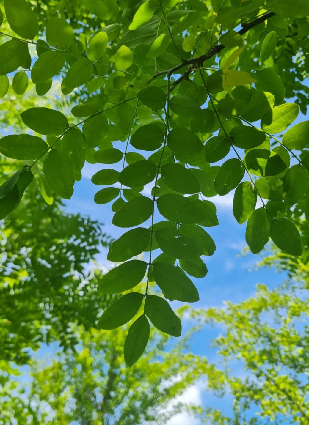 Volwassen Honingboom | Hoogstam