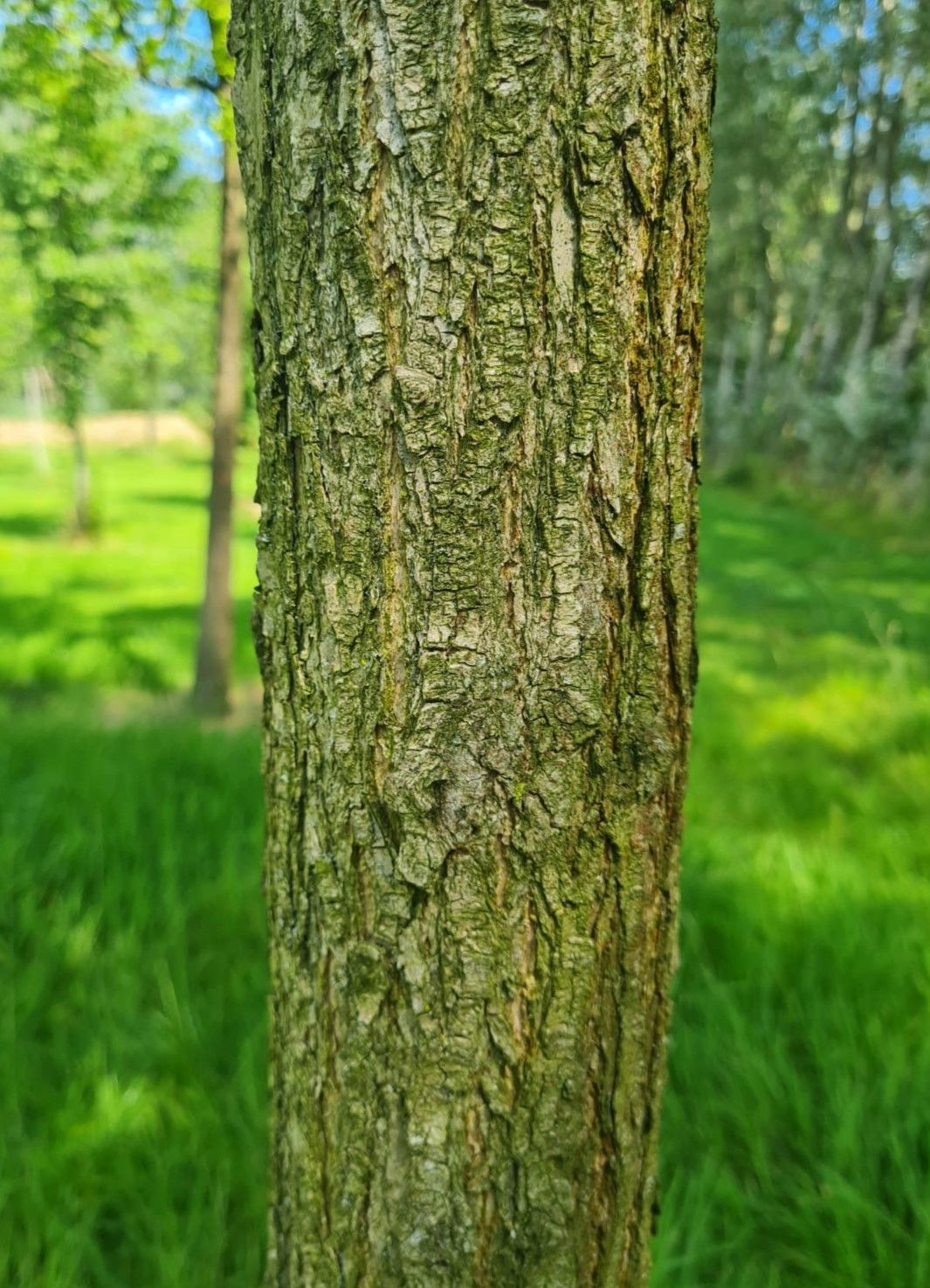 Volwassen Honingboom | Hoogstam