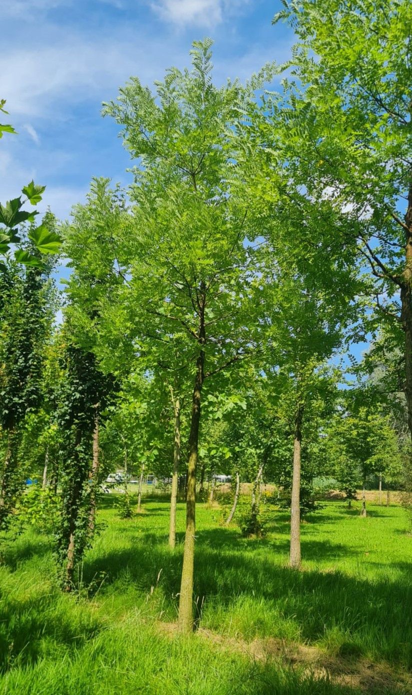 Volwassen Honingboom | Hoogstam