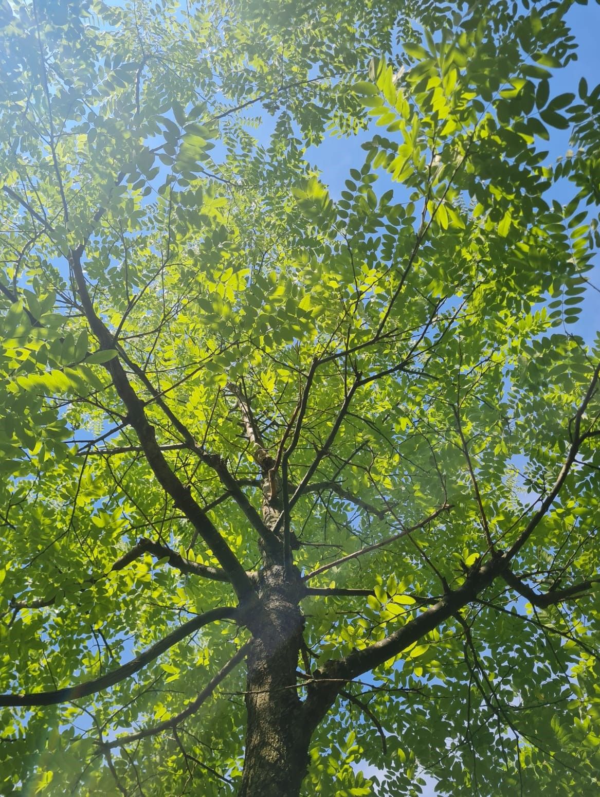 Jonge Honingboom | Hoogstam