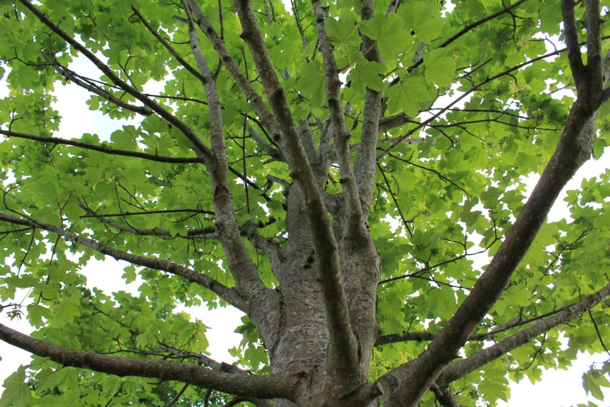 Volwassen Gewone esdoorn | Hoogstam