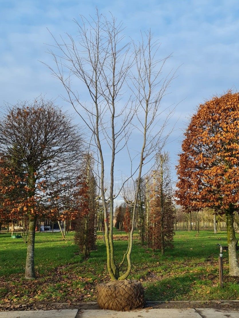 Volwassen Hopbeuk | Meerstammig