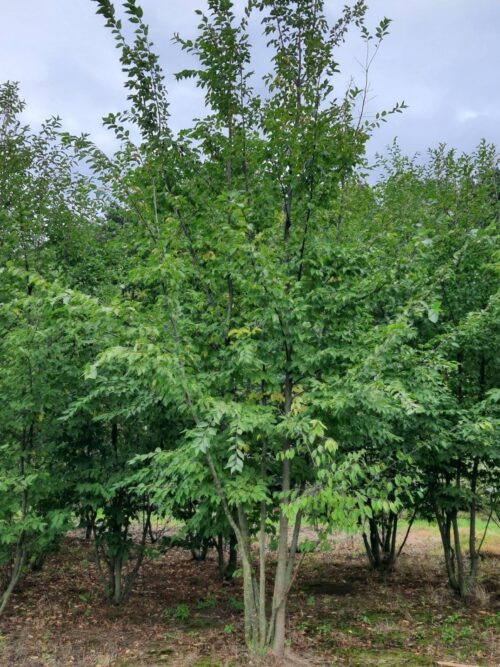 Hopbeuk | Meerstammig