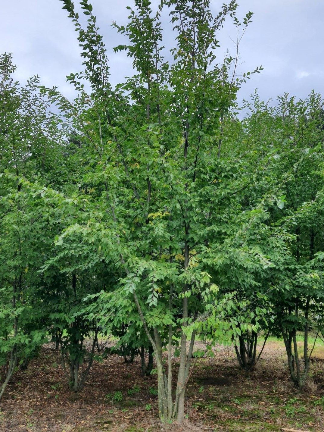 Jonge Hopbeuk | Meerstammig