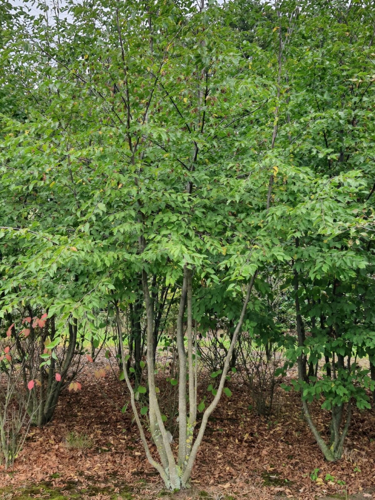 Jonge Hopbeuk | Meerstammig