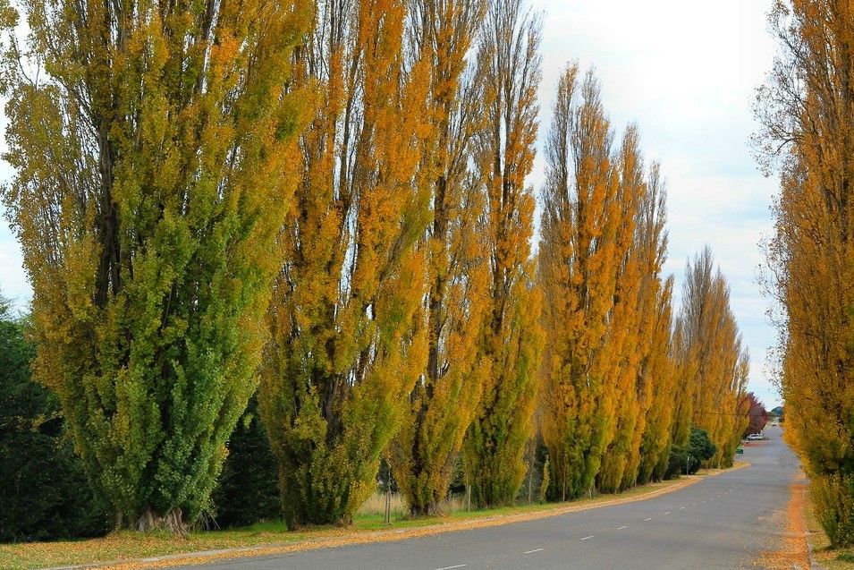 Volwassen Italiaanse populier | Hoogstam