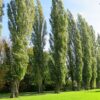 Volwassen Italiaanse populier | Hoogstam