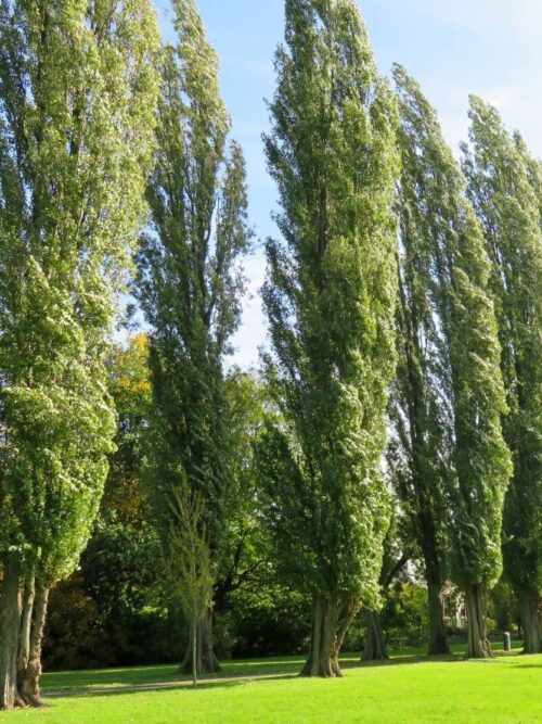Italiaanse populier | Laagstam