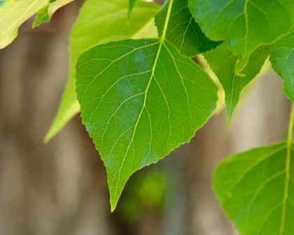 Volwassen Italiaanse populier | Hoogstam