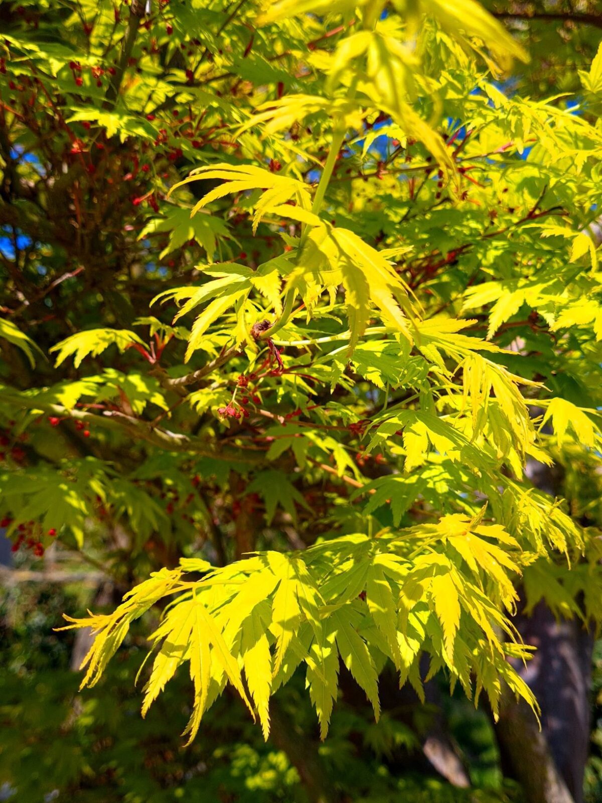 Jonge Japanse esdoorn | Meerstammig