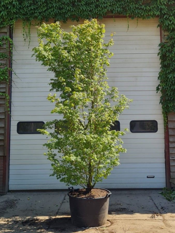 japanse-esdoorn-karakteristiek Volwassen Japanse esdoorn | Meerstammig