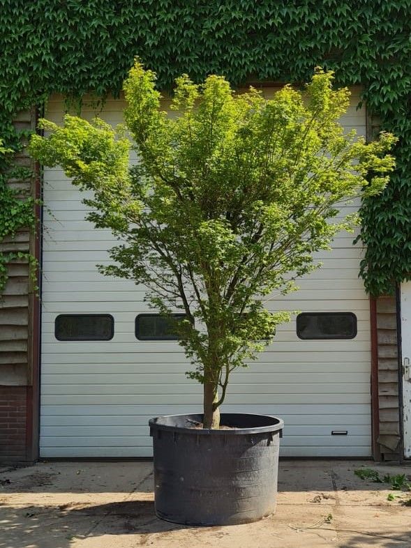 japanse-esdoorn-karakteristiek Volwassen Japanse esdoorn | Meerstammig