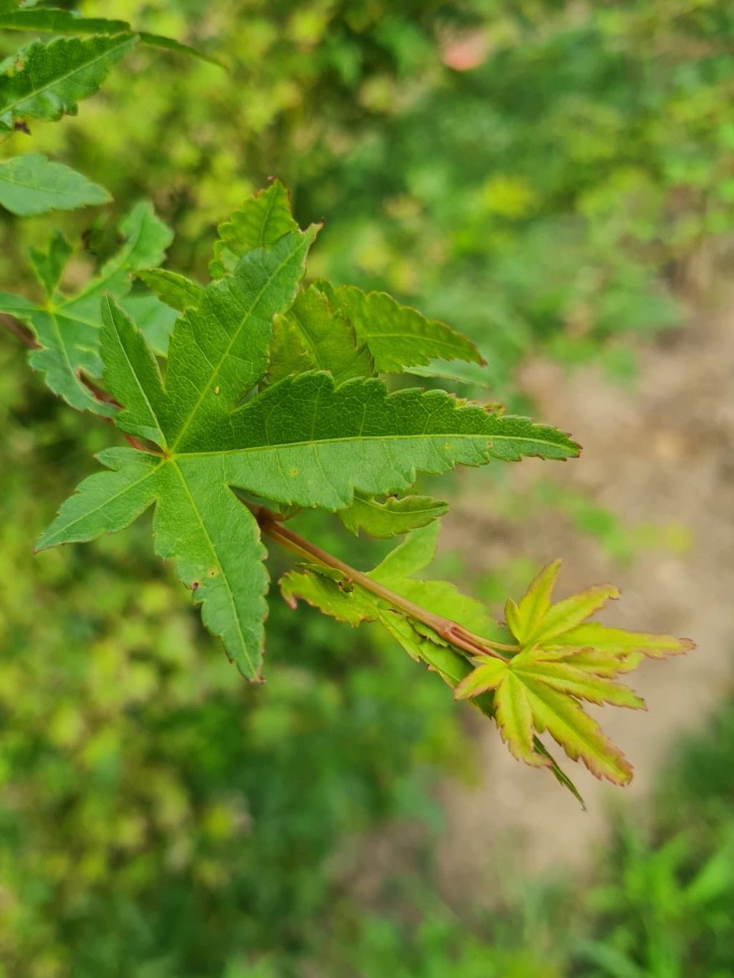 japanse-esdoorn-karakteristiek Volwassen Japanse esdoorn | Meerstammig
