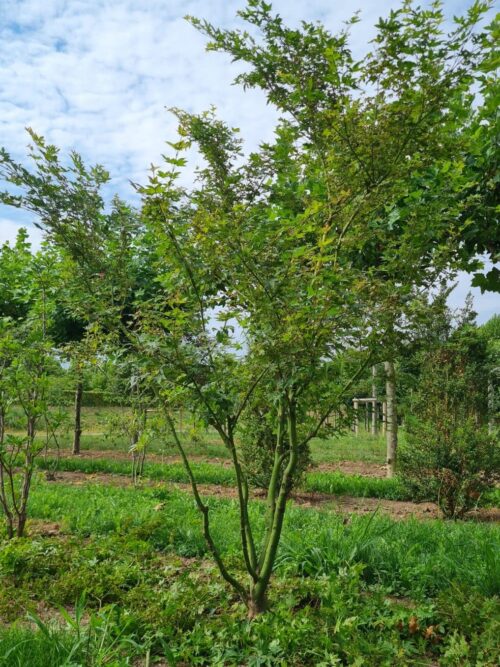 Japanse esdoorn | Meerstammig