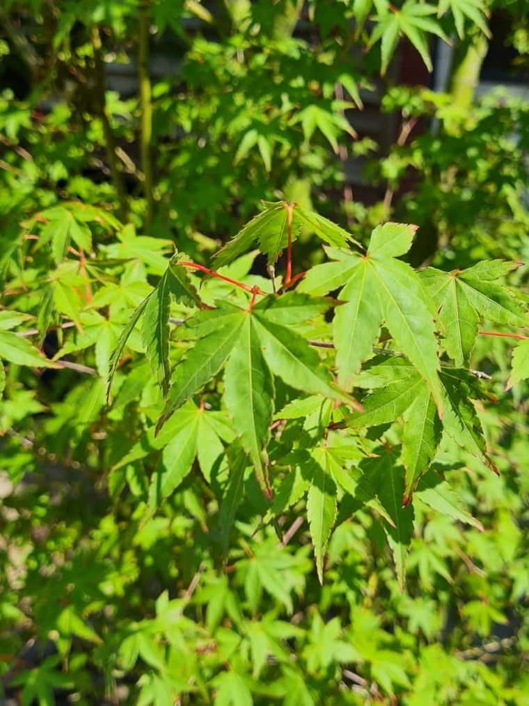 Jonge Japanse esdoorn | Meerstammig