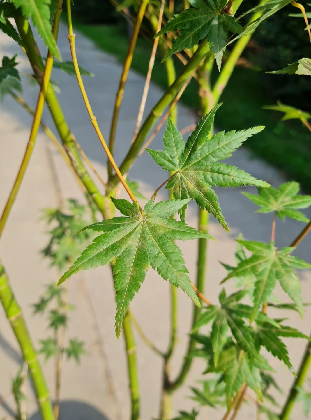 Jonge Japanse esdoorn | Meerstammig