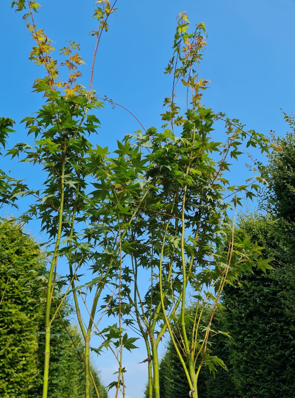 Jonge Japanse esdoorn | Meerstammig