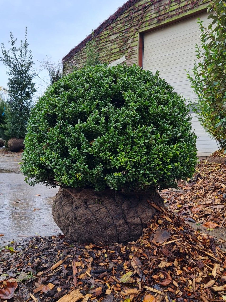 japanse-hulst Jonge Japanse hulst | Bolvorm