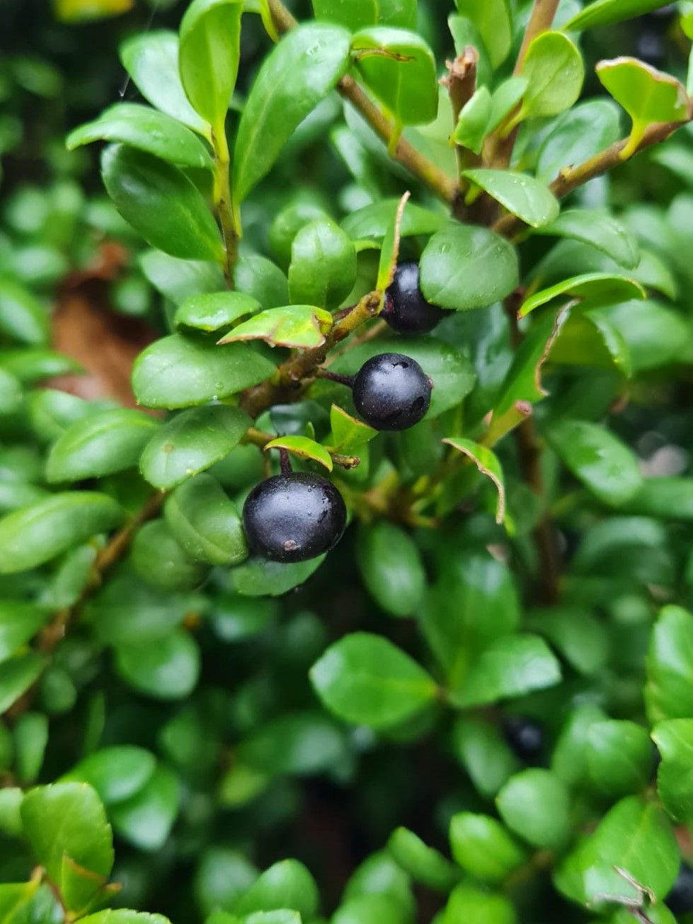 japanse-hulst Jonge Japanse hulst | Bolvorm