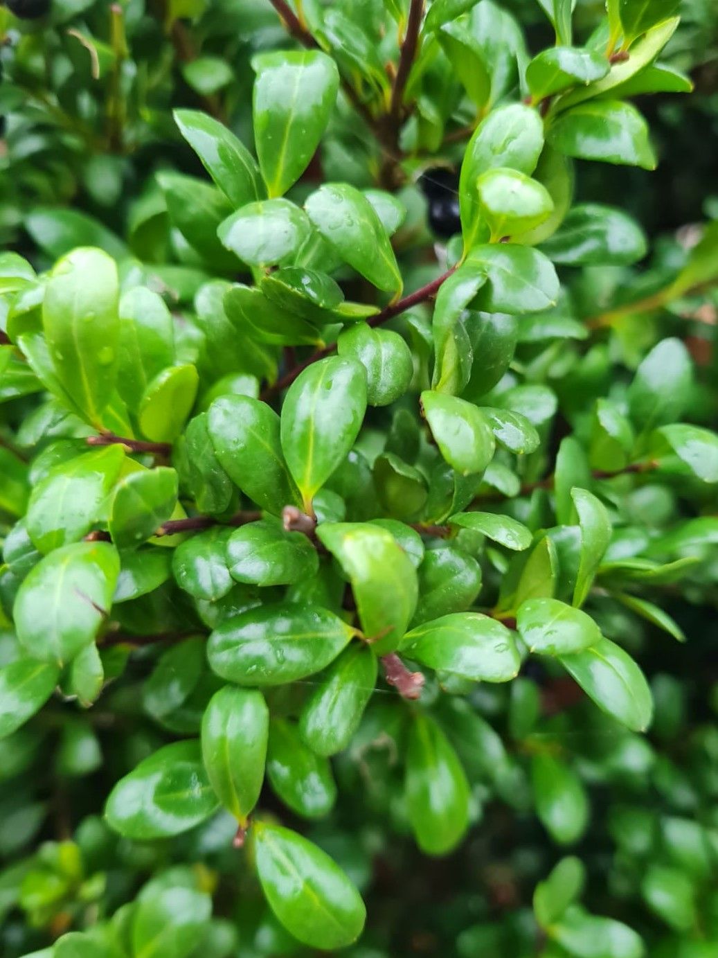 japanse-hulst Jonge Japanse hulst | Bolvorm