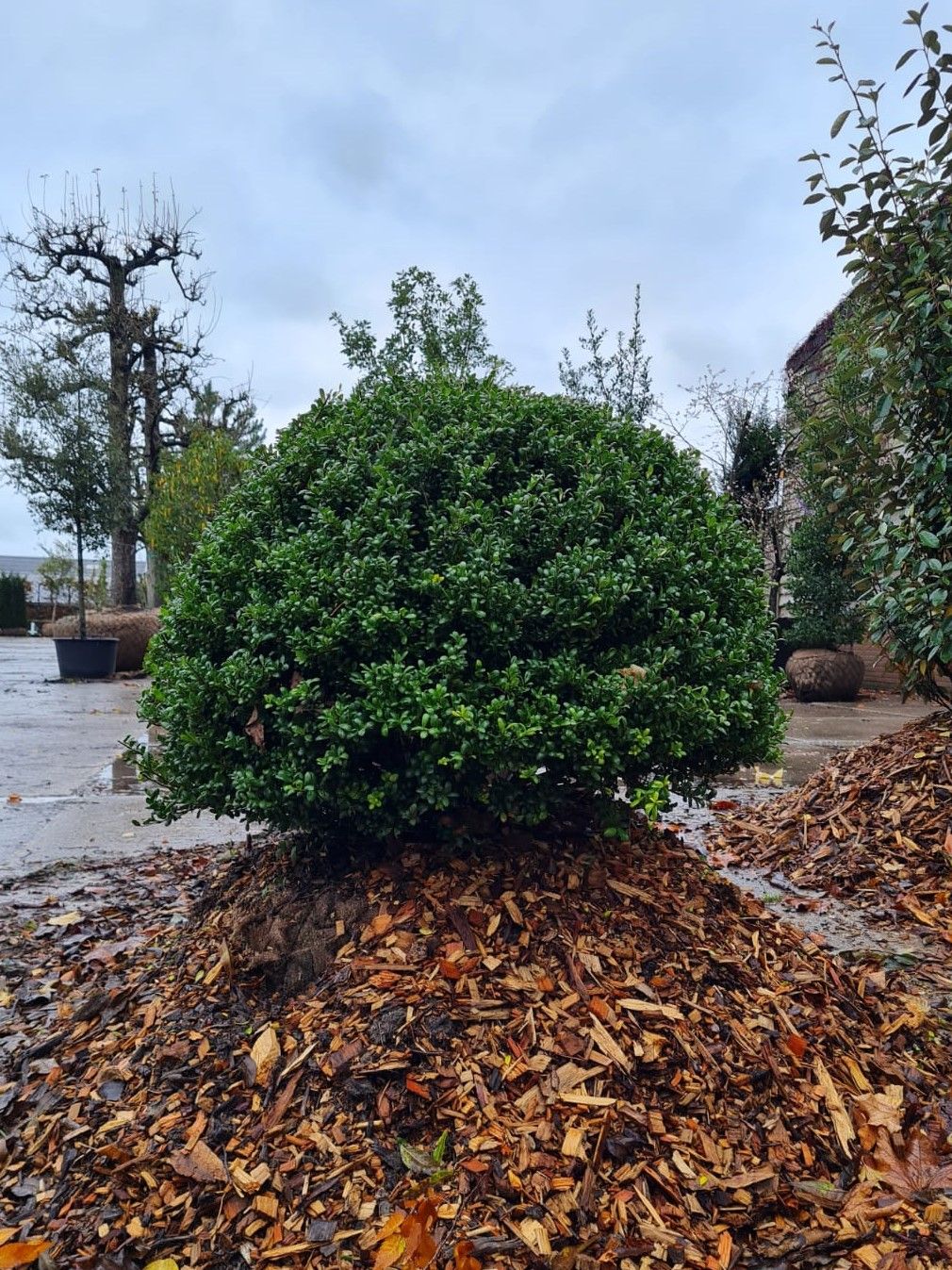 japanse-hulst Jonge Japanse hulst | Bolvorm
