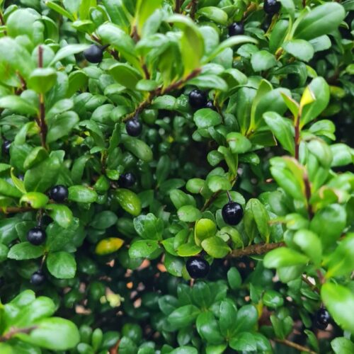 Jonge Japanse hulst | Bolvorm