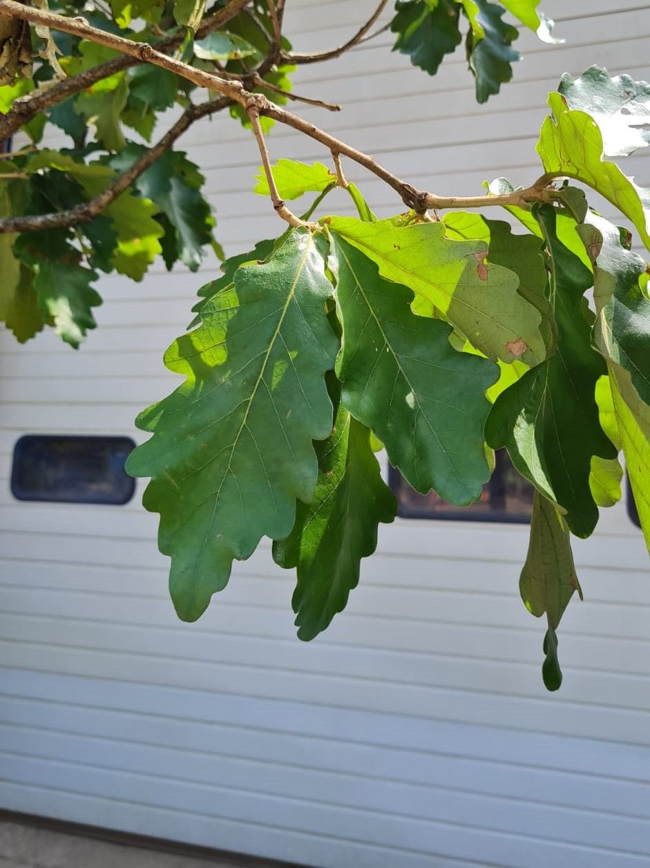 Volwassen Japanse keizereik | Hoogstam
