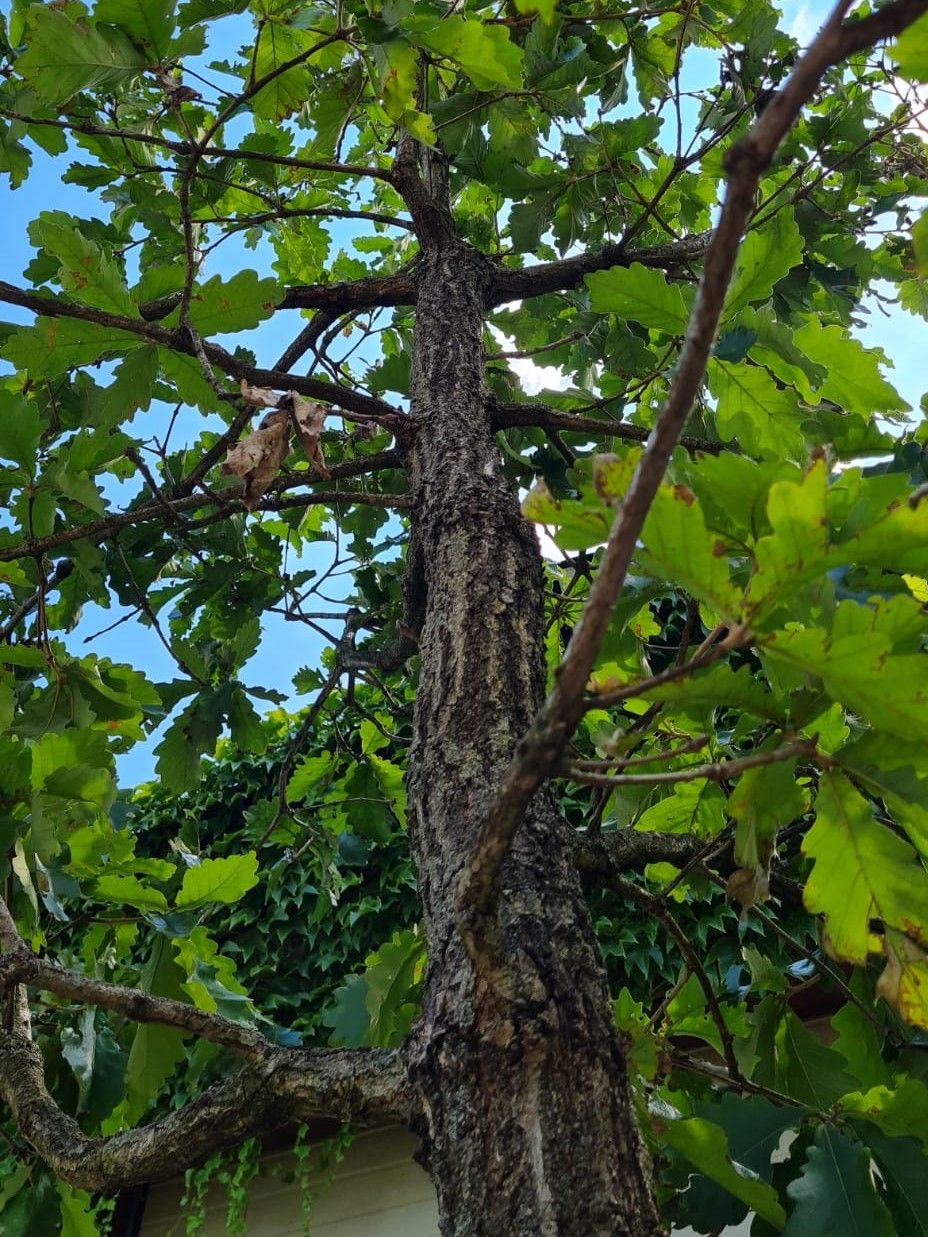 Volwassen Japanse keizereik | Hoogstam