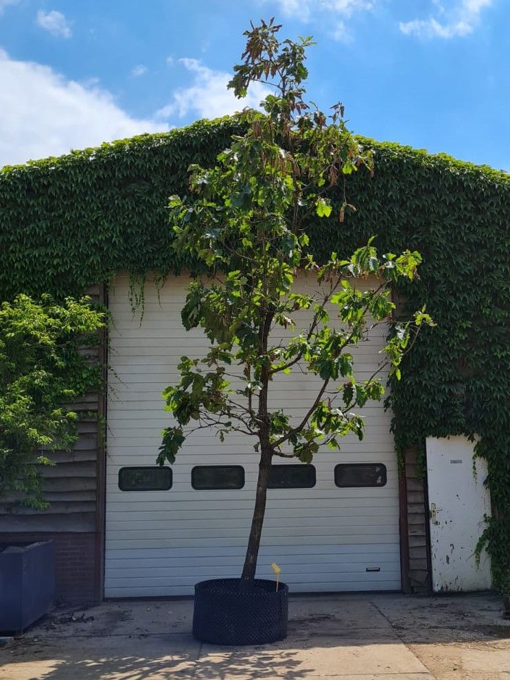 Volwassen Japanse keizereik | Hoogstam