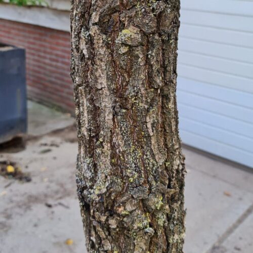 Volwassen Japanse keizereik | Hoogstam