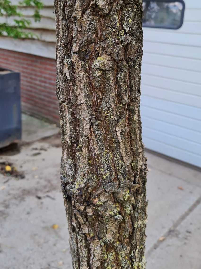 Volwassen Japanse keizereik | Hoogstam