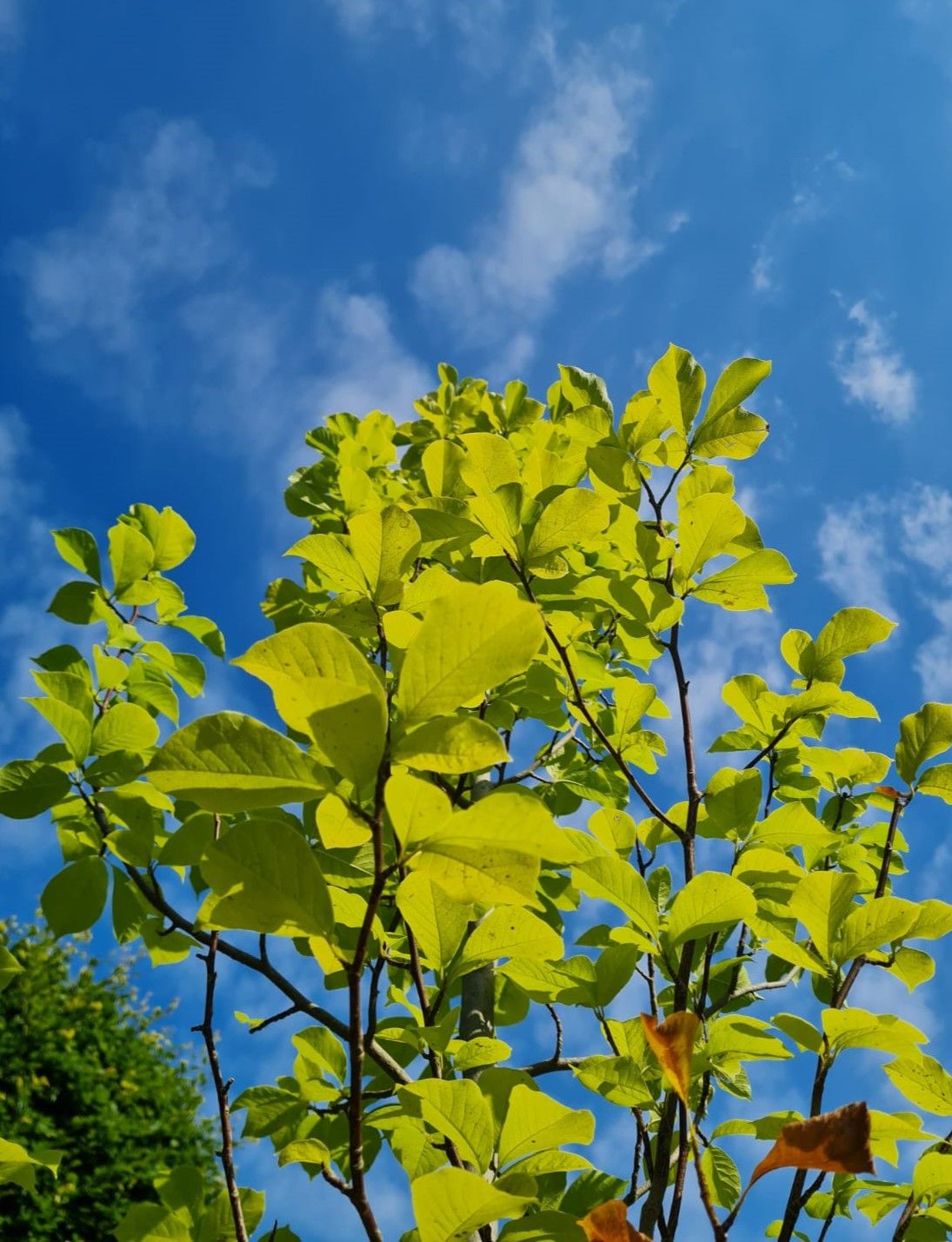 Jonge Japanse magnolia | Hoogstam