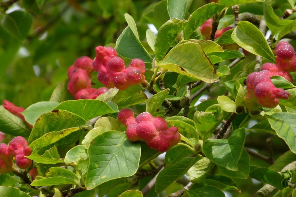 japanse-magnolia Japanse magnolia