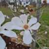 japanse-magnolia Japanse magnolia