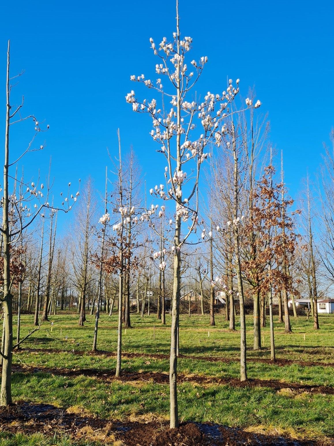 japanse-magnolia Japanse magnolia