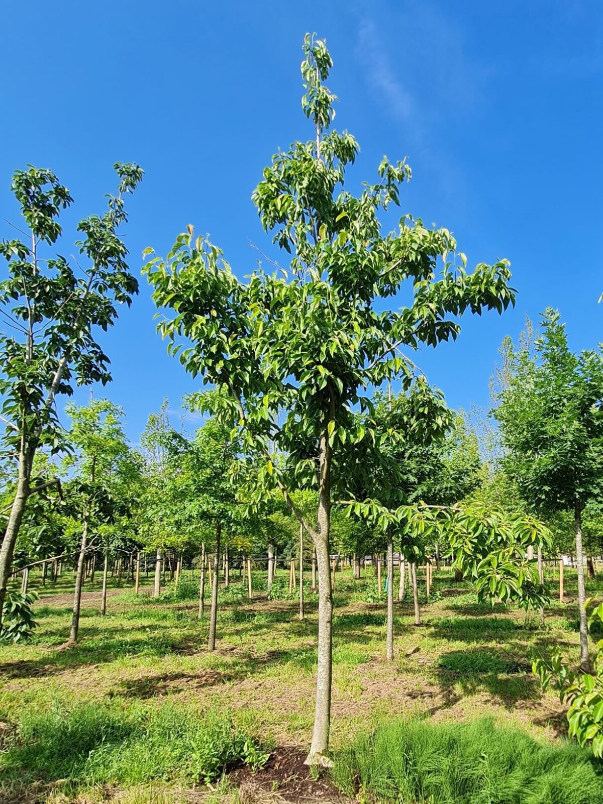 japanse-magnolia Japanse magnolia