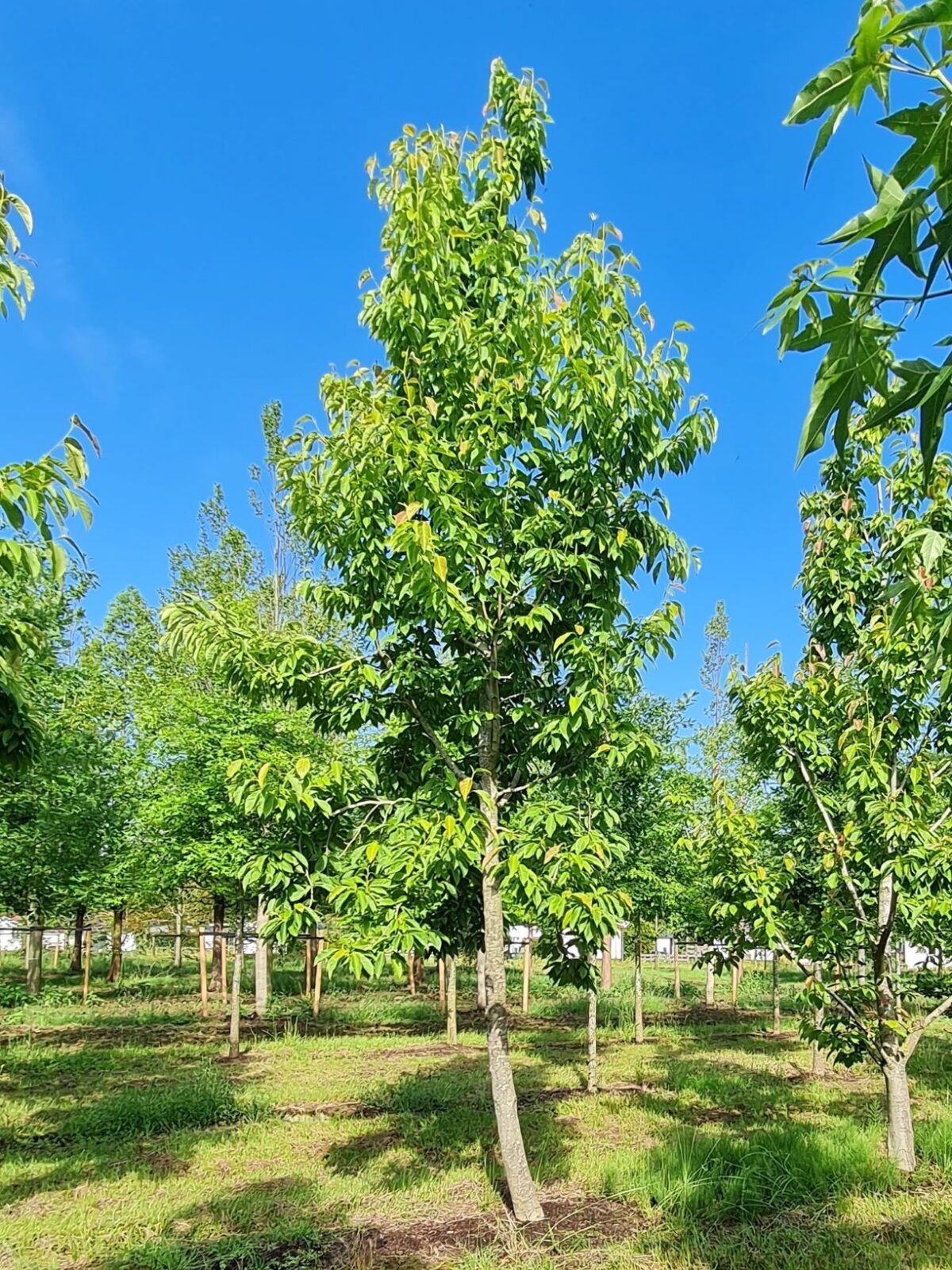 japanse-magnolia Japanse magnolia