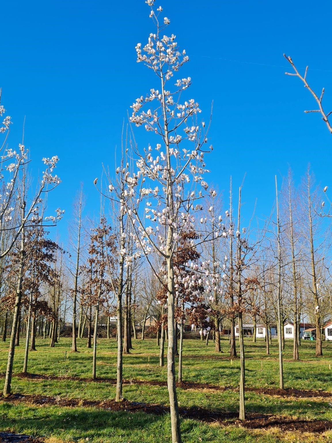 japanse-magnolia Japanse magnolia