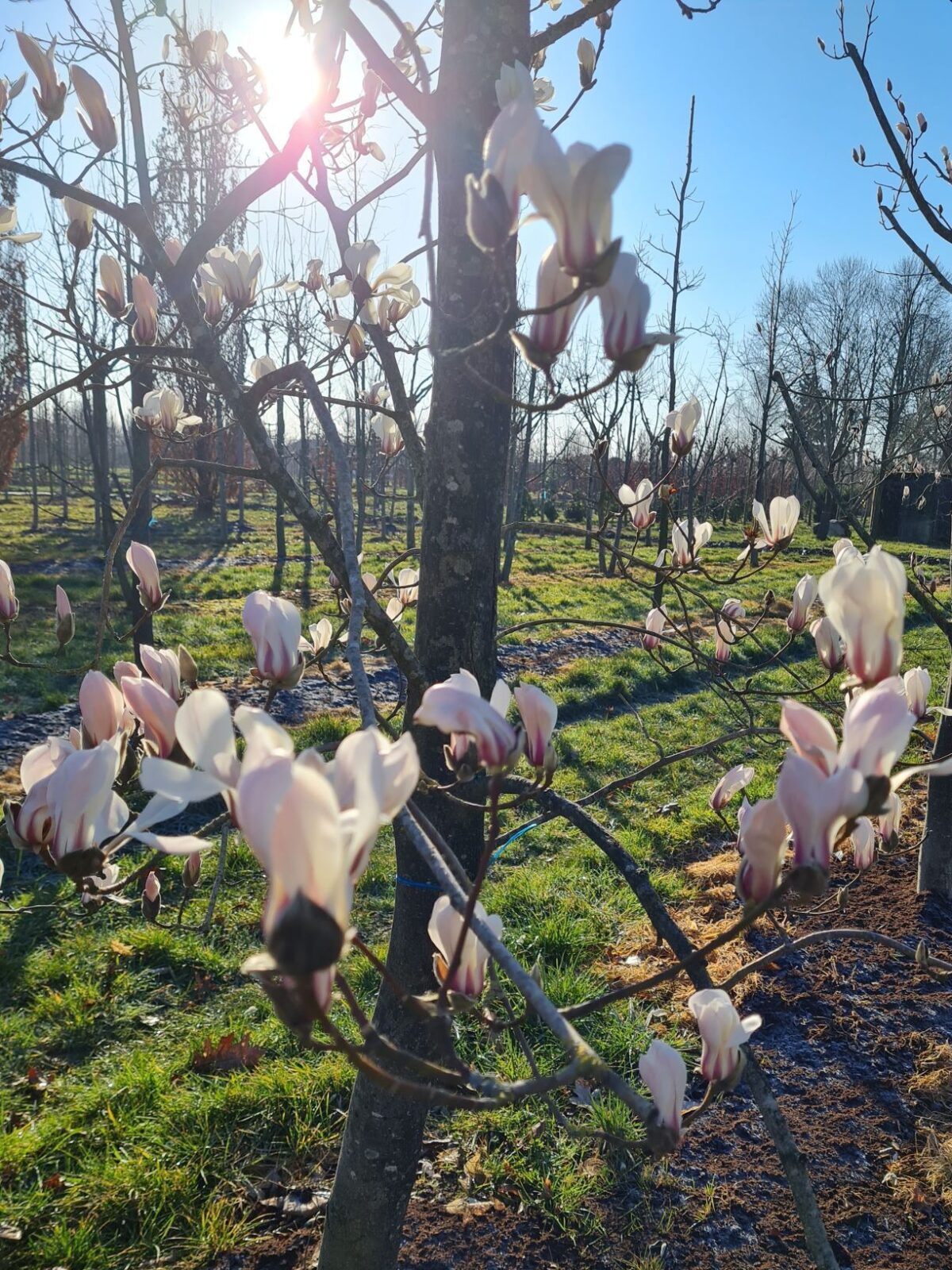japanse-magnolia Japanse magnolia