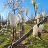 Japanse witte magnolia
